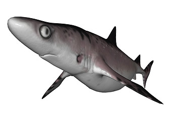 Image showing Shark