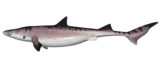 Image showing Shark