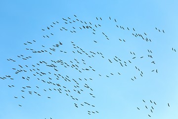 Image showing Geese Flying