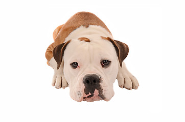 Image showing Adorable bulldog laying down on a white background