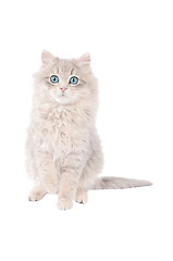 Image showing Adorable white tabby kitten with blue eyes