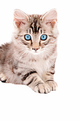 Image showing Beautiful Tabby Kitten with Blue Eues