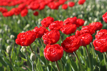 Image showing Beautiful red tulips