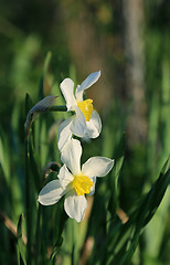 Image showing Beautiful Daffodils (Narcissus)