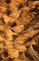 Image showing Palm tree trunk 