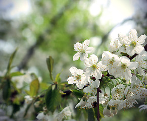 Image showing Branch of a beautiful spring tree 