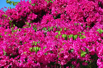 Image showing Beautiful bougainvillea