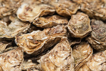 Image showing Fresh Oysters