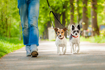 Image showing dogs going for a walk