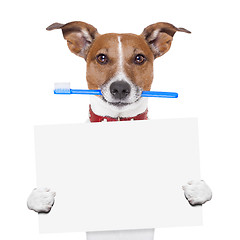 Image showing toothbrush dog