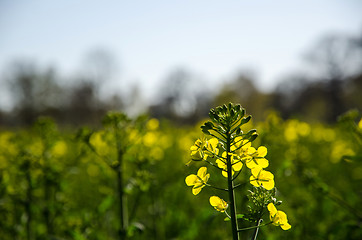 Image showing Backlit canola flower