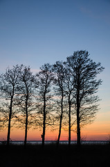 Image showing Tree silhouettes