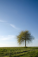 Image showing Lone spring tree