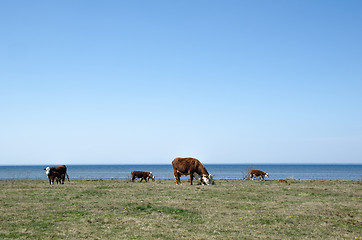 Image showing Grazing cattle by the coast