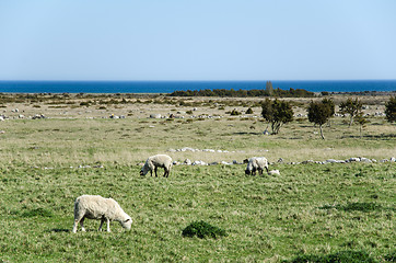 Image showing Grazing sheep in a coastal landscape