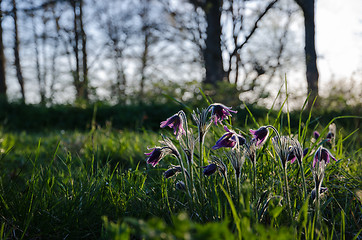 Image showing Beauty Flowers Group