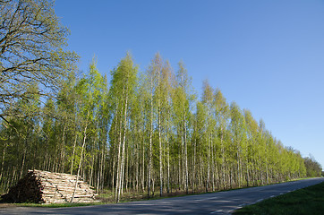 Image showing Logpile at roadside