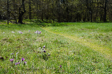 Image showing Springtime beauty