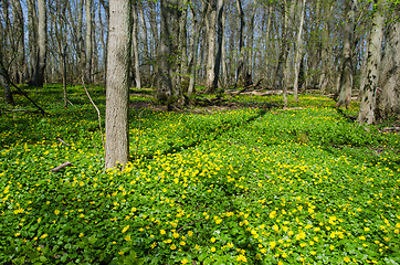 Image showing Yellow wildflowers at spring