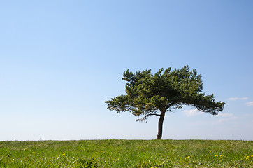 Image showing Single pine tree