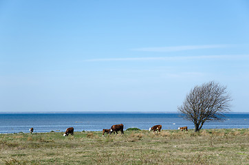 Image showing Cattle by the coast