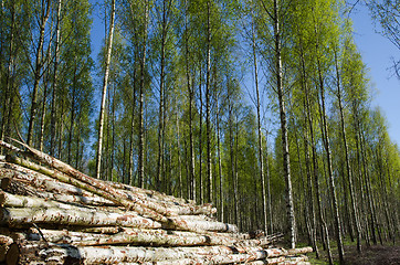 Image showing Wood pile at springtime