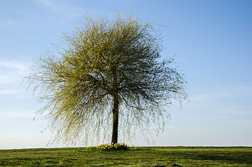 Image showing Lone wide tree