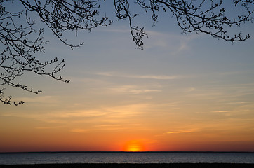 Image showing Branches at sunset