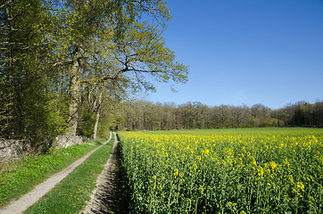 Image showing Canola field