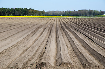 Image showing Newly ploughed rows