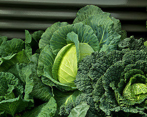Image showing Cabbages