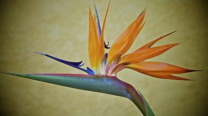 Image showing Bird of Paradise