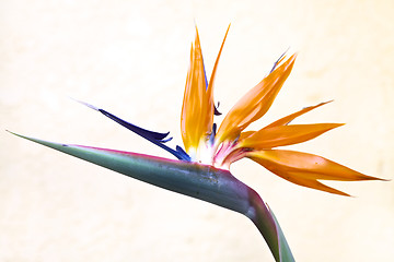 Image showing Bird of Paradise