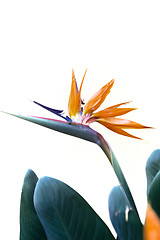 Image showing Bird of Paradise Queenly Strelitzia Flower in Front of a White Wall