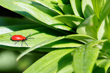 Image showing Macro photography of a little insect, Small beetle