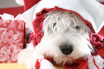 Image showing White puppy