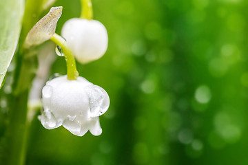 Image showing Blooming Lily of the valley in spring garden