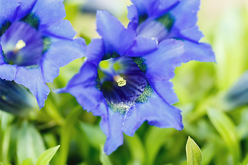 Image showing Trumpet gentiana blue spring flower in garden