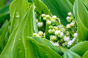 Image showing Blooming Lily of the valley in spring garden