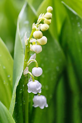 Image showing Blooming Lily of the valley in spring garden