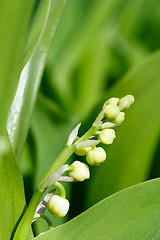 Image showing Blooming Lily of the valley in spring garden