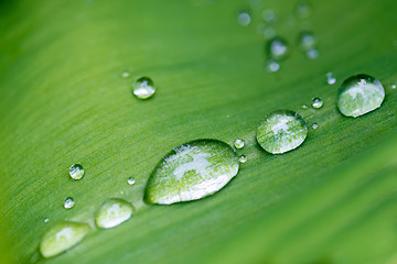 Image showing Rain drops on flower leaf close up