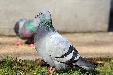 Image showing feral pigeon looking for mate in spring
