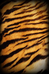 Image showing real tiger textured pelt