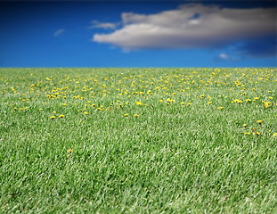 Image showing green meadow and blue sky