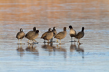 Image showing coots standing together on icy lake