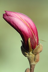 Image showing pink magnolia spring flower