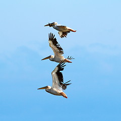 Image showing pelicans over beautiful blue sky