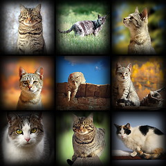 Image showing cats images collection