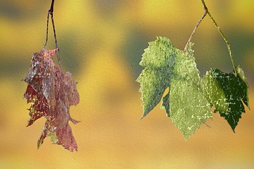 Image showing abstract concept of life and death with leaves